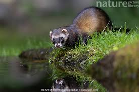 Attēlu rezultāti vaicājumam “Mustela putorius”