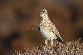 Attēlu rezultāti vaicājumam “Alauda arvensis adult”