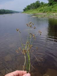 Attēlu rezultāti vaicājumam “Cribraria splendens stalked”