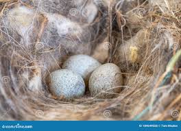 Attēlu rezultāti vaicājumam “Erithacus rubecula nest”
