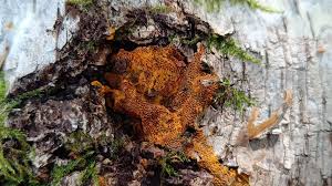 Attēlu rezultāti vaicājumam “Oligonema sp.”