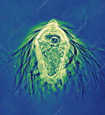 Attēlu rezultāti vaicājumam “Trichia ambigua macro”