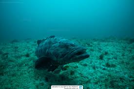 Image result for Epinephelus tukula