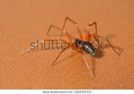 Attēlu rezultāti vaicājumam “Linyphiidae”