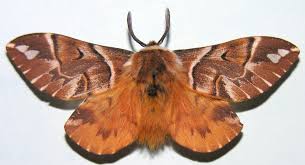 Attēlu rezultāti vaicājumam “Endromidae”