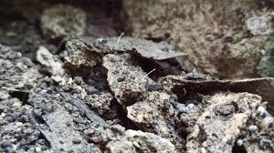 Attēlu rezultāti vaicājumam “Cucullia lucifuga larva”