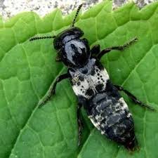 Attēlu rezultāti vaicājumam “Staphylinidae”