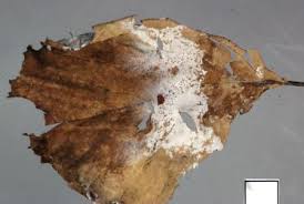 Attēlu rezultāti vaicājumam “Athelia arachnoidea”