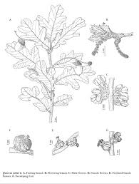 Attēlu rezultāti vaicājumam “Quercus robur female flower”
