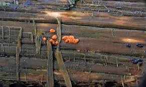 Attēlu rezultāti vaicājumam “Enteridium liceoides”