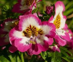 Image result for Schizanthus