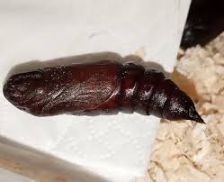 Attēlu rezultāti vaicājumam “Sphinx pinastri larva”