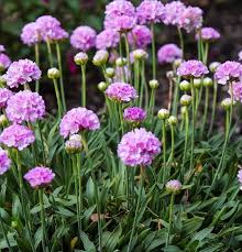 Attēlu rezultāti vaicājumam “Armeria vulgaris leaf”