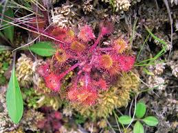 Attēlu rezultāti vaicājumam “Drosera rotundifolia”