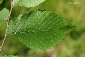 Attēlu rezultāti vaicājumam “Ulmus laevis leaf”