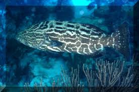 Image result for Mycteroperca olfax