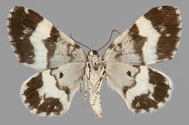 Attēlu rezultāti vaicājumam “Spargania luctuata”