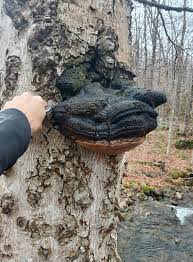 Attēlu rezultāti vaicājumam “Phellinus alni”