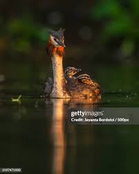 Attēlu rezultāti vaicājumam “Podiceps cristatus”