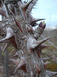 Attēlu rezultāti vaicājumam “Kalopanax septemlobus fruit”