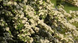 Attēlu rezultāti vaicājumam “Cotoneaster multiflorus”