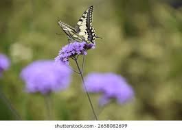 Attēlu rezultāti vaicājumam “Papilio machaon underside”