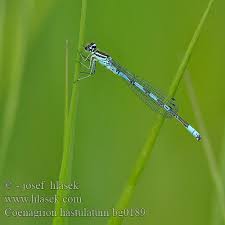 Attēlu rezultāti vaicājumam “Coenagrion hastulatum”