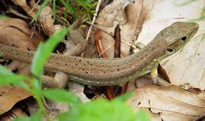 Attēlu rezultāti vaicājumam “Lacerta vivipara juvenile”