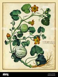 Attēlu rezultāti vaicājumam “Cucurbitaceae”