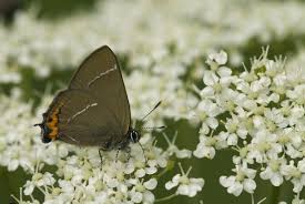 Attēlu rezultāti vaicājumam “Satyrium w-album”