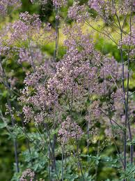 Attēlu rezultāti vaicājumam “Thalictrum”