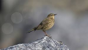 Image result for Anthus petrosus