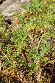 Attēlu rezultāti vaicājumam “Astragalus arenarius leaf”