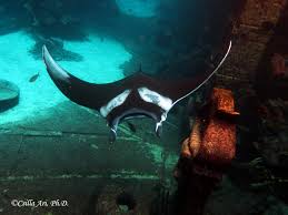 Image result for Mobula birostris