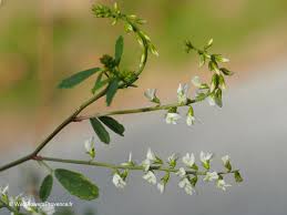 Attēlu rezultāti vaicājumam “Melilotus albus flower”