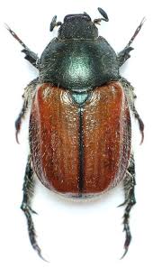 Attēlu rezultāti vaicājumam “Phyllopertha horticola”