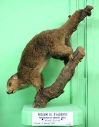 Attēlu rezultāti vaicājumam “Diderma rufostriatum sessile”