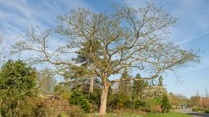 Attēlu rezultāti vaicājumam “Juglans mandshurica”