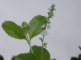 Attēlu rezultāti vaicājumam “Veronica officinalis leaf”