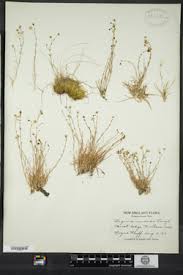 Attēlu rezultāti vaicājumam “Sagina nodosa”