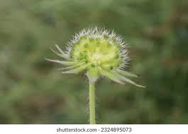 Attēlu rezultāti vaicājumam “Dipsacaceae”