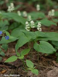 Attēlu rezultāti vaicājumam “Maianthemum bifolium flower”