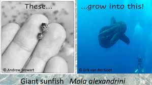 Image result for Mola alexandrini