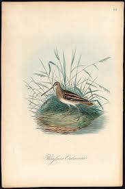 Image result for Gallinago media