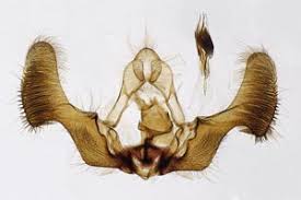 Attēlu rezultāti vaicājumam “Epiblema foenella”