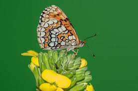 Attēlu rezultāti vaicājumam “Mellicta athalia”