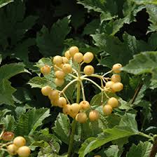 Attēlu rezultāti vaicājumam “Viburnum opulus fruit”