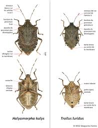 Attēlu rezultāti vaicājumam “Troilus luridus”