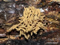 Attēlu rezultāti vaicājumam “Heterotrichia obvelata (syn. Arcyria obvelata) stalked”