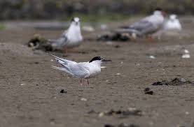 Image result for Sterna dougallii